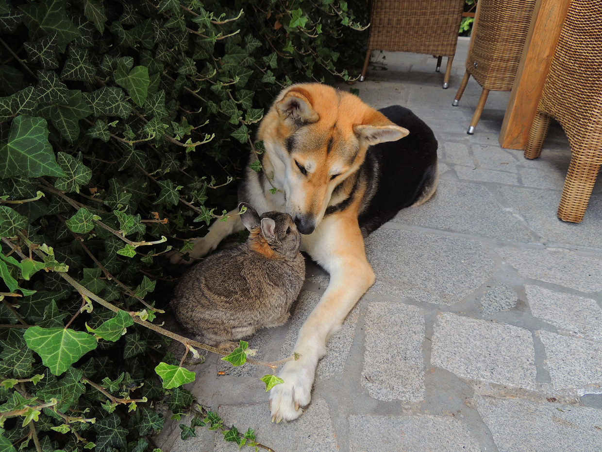 Ich Beute, Du Fressfeind...oder wie.jpg (1240 x 930)